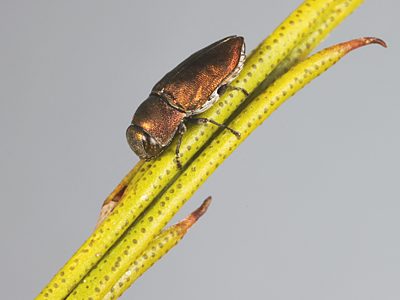 Anilara sp. Broombush, PL3499D, female, on Melaleuca uncinata, EP, 5.5 × 2.5 mm